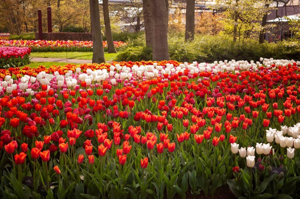 A Day Among the Tulips 🌷 Keukenhof Gardens & Dutch Delights Zaanse Schans, Amsterdam City Tour & Canal Cruise